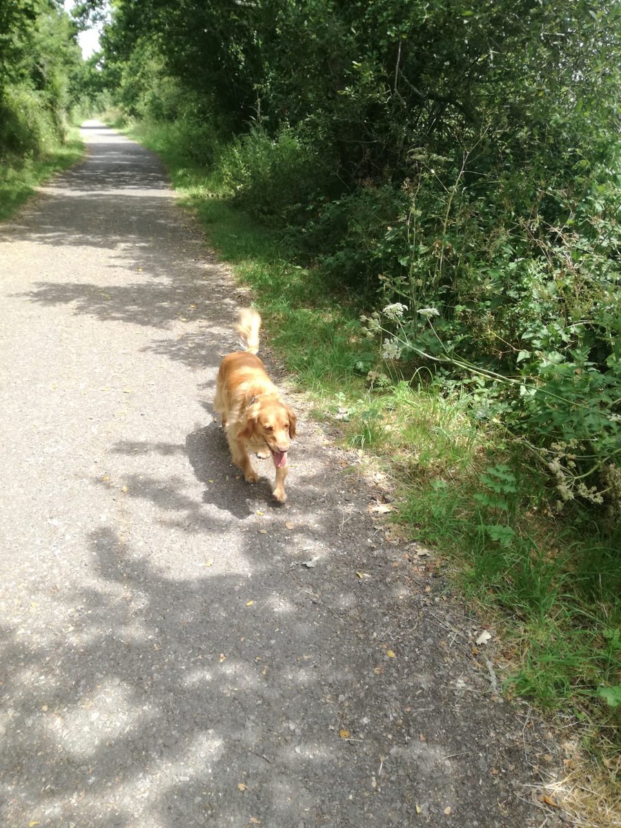 Some lovely sunny walks yesterday. #dogwalker #wednesdaydogs #dogwalks