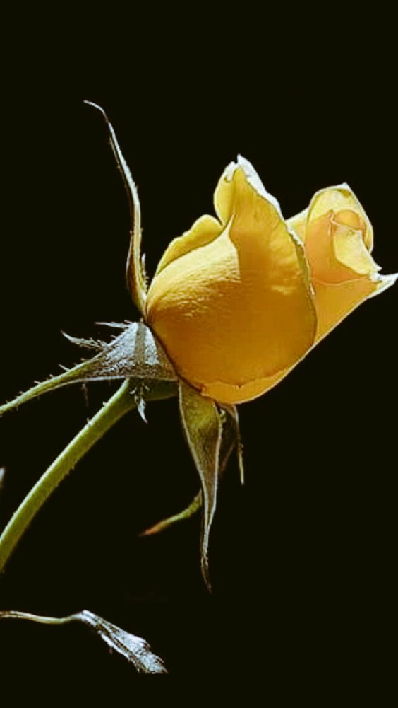 " To plant a garden is to believe in tomorrow."
Plants have magical properties.
-------It is beautiful to watch the flowers bloom, filling the day with their fragrance.
Have a good day.