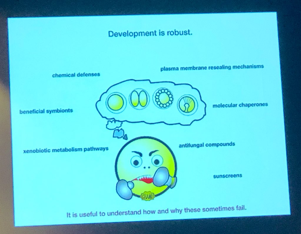 evodevogenomeUB's tweet photo. Extraordinary talk by @Hamdounlab showing how #ABCtransporters are essential for embryo defense against environmental threats using #SeaUrchin as model, a topic linked to our results presented by @VRoncalli on #oikopleura #defensome #golfballphenotype🏌🏻♀️in #10thITM #Tunicate2019 https://t.co/tW082nCaiX