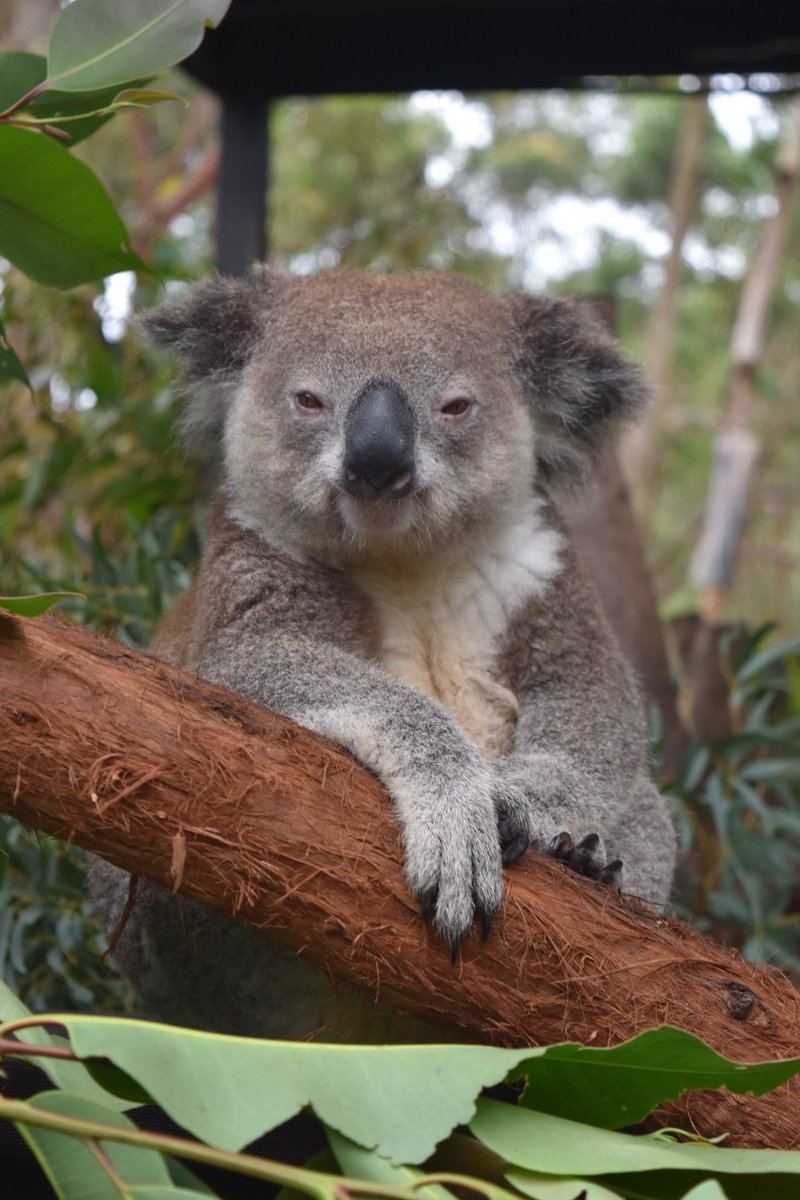 eco_davey's tweet photo. That feeling of brain satisfaction after a full day of top Koalaty talks at the @AusMammals Society #KoalaSymposium 🐨😌
Thanks to all the amazing speakers, @Sydney_Science &amp; @OEHmedia for a great event!
Follow through #AMSCon2019 tweets for all the #science 🤓 
#wildoz #scicomm https://t.co/a29afvh22W