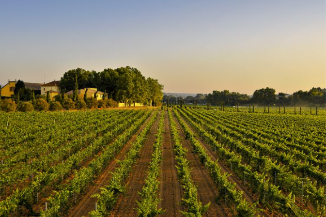FEV_Vino's tweet photo. Nuestra enhorabuena a #ViñaTondonia, @marquesderiscal, @Vivanco_es y @familiatorres, elegidas entre los 50 #WorldBestVineyards. ¡Motivos no faltan para acercarse a visitar estas bodegas!   https://t.co/oQYbu3gIml https://t.co/H6dxEfprvT