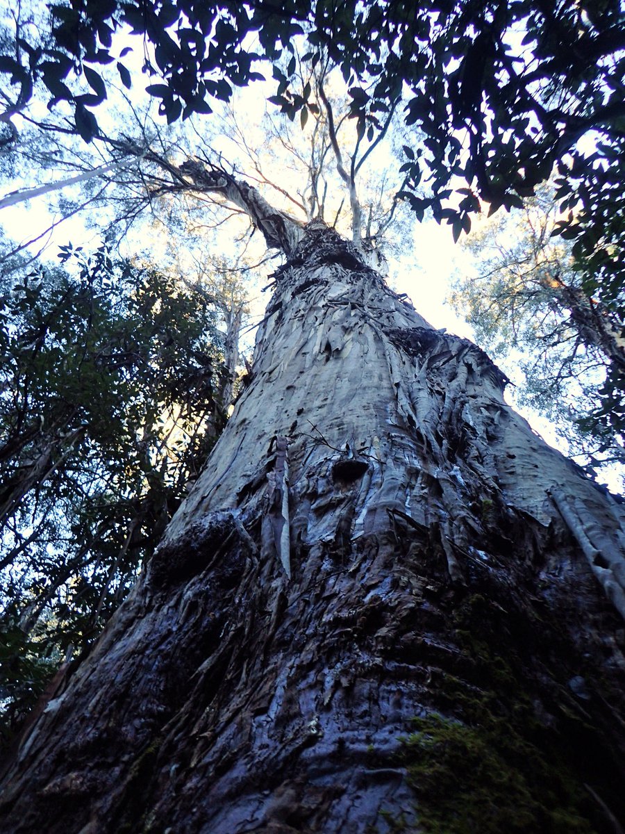 eastgippyforest's tweet photo. Logging 'Shazam' coupe cottonwood range #EastGippsland has started. Old growth trees that should be protected &amp; buffered were not identified. We reported them to @DELWP_Vic just in time. They'll now be spared. @DELWP_Vic continue to fail as a regulator &amp; community has to step in. https://t.co/aWOwbNkl5l