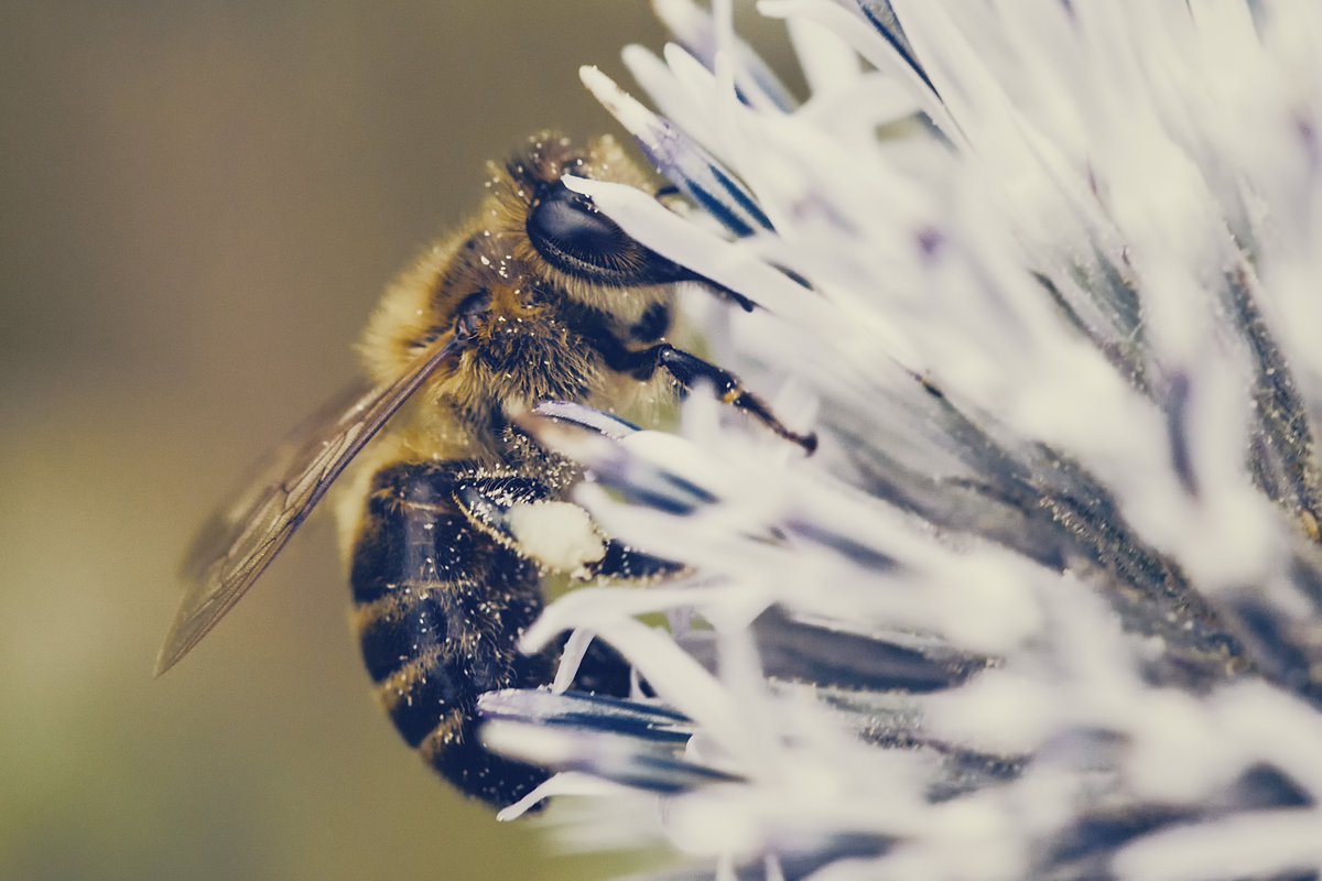 crazyphotoshoo1's tweet photo. my macro world
#macro #photographer #picoftheday #photoshoot #photography #macroshoot https://t.co/uBqO1nsTOe