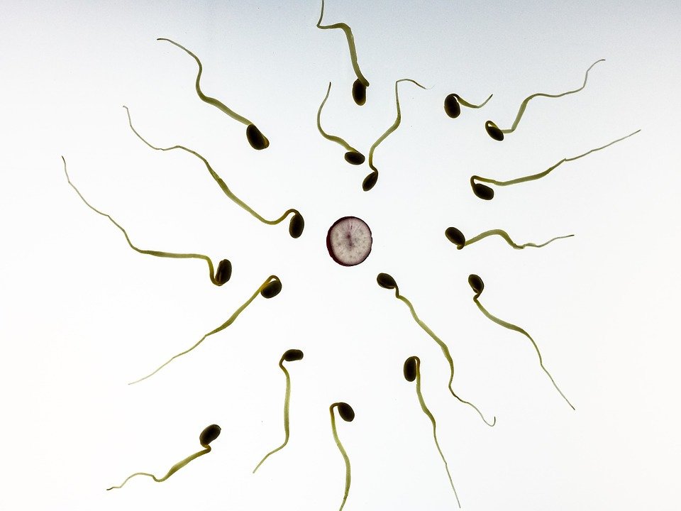 1 de cada 4 procedimientos de fertilidad se realiza con óvulos donados saludalsur.wordpress.com/2019/07/11/1-d…