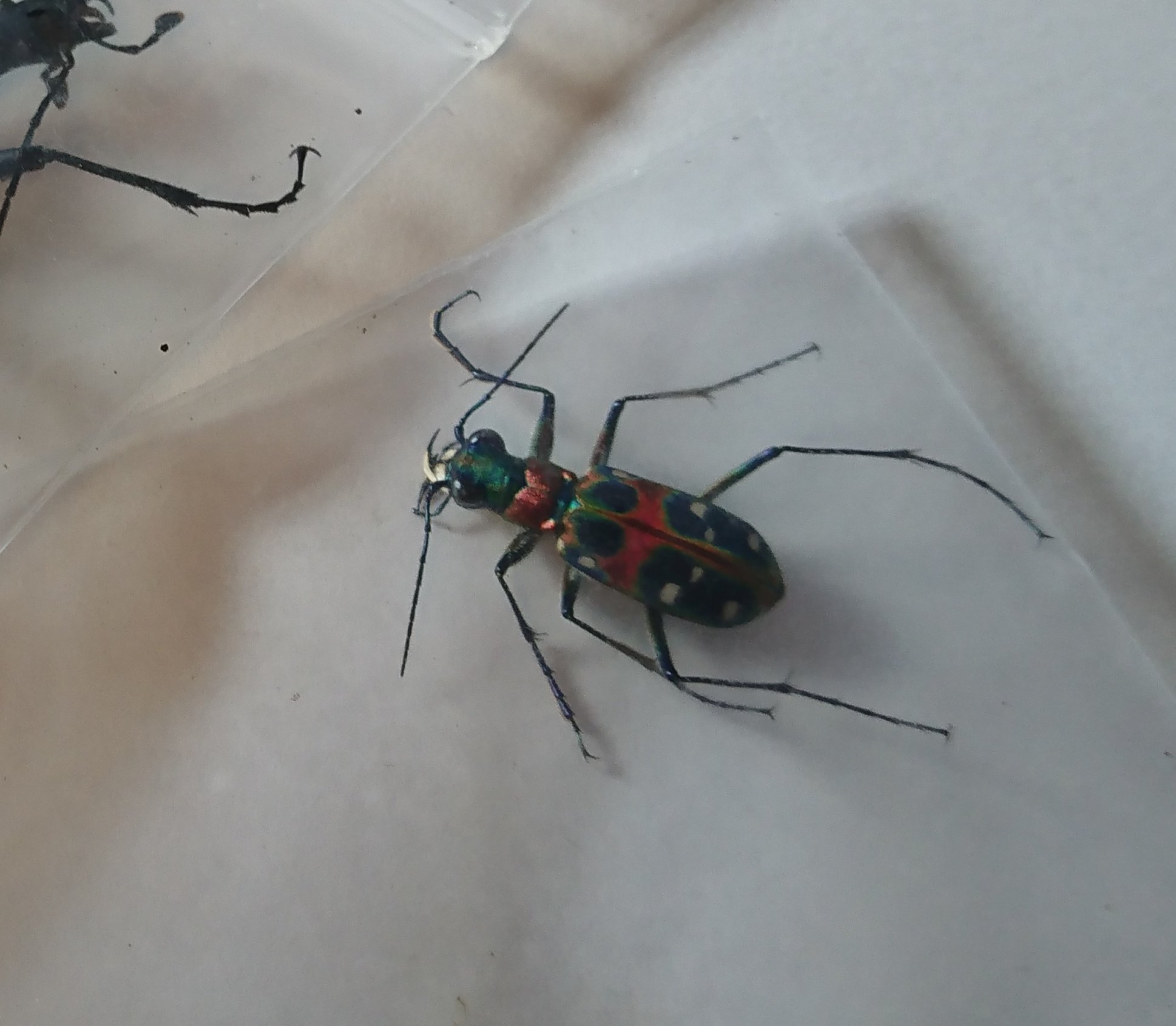 ちゃんmeg 勘違いされてる方々が居ますので少し 左側がヒラズゲンセイと同じツチハンミョウ科 毒 持ち にあたる昆虫で 右側が虹色で美しいハンミョウ科 毒無し のハンミョウでございます この様に科レベルで違うので御注意を 因みに