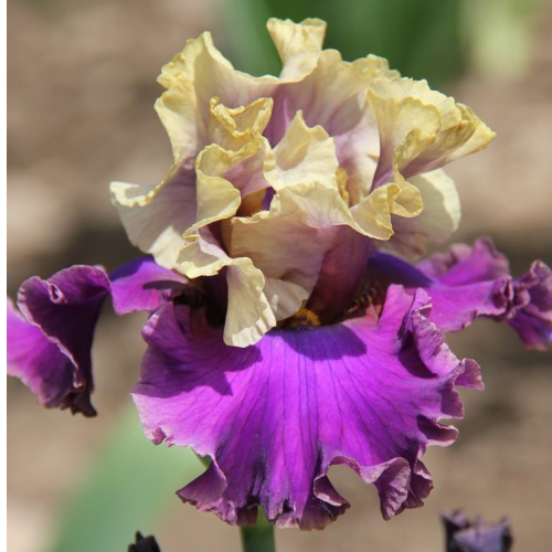 Jūlijs - īrisu piegādes mēnesis. Dārza Laiks saka - Izvēlies!