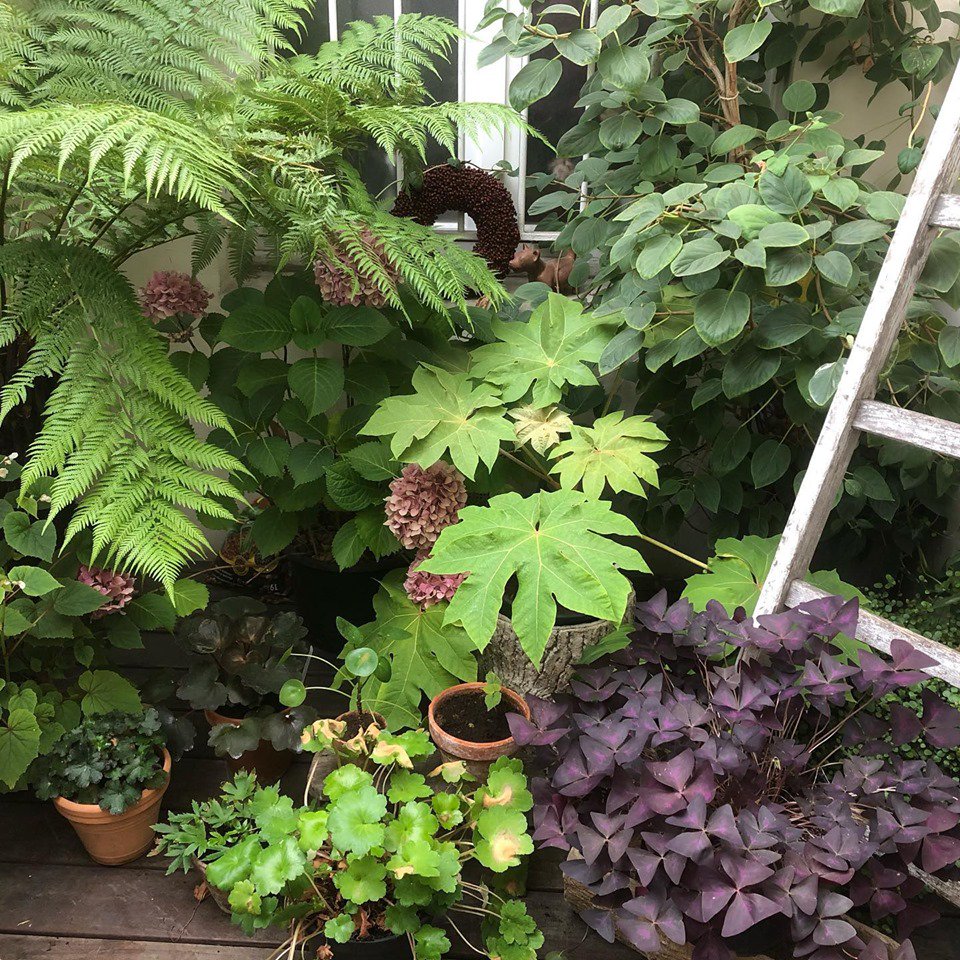 MFB44's tweet photo. #parisjungle #unecouralombre #chezmoi #toutunjardin #feuillages #jardinerenville – à 2e arrondissement de Paris.Facebook /Olivier De Vleeschouwer https://t.co/z6B18m1DFf