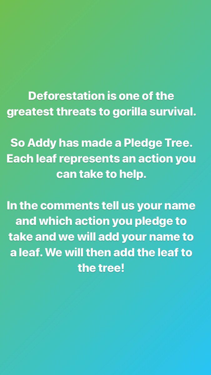 gorillaheroes10's tweet photo. Addy’s #PledgeTree is filling in nicely! Thank you to everyone who has pledged to recycle paper and electronics, plant trees, go meatless and buy sustainable palm oil to help slow deforestation. Will you pledge to help? @savinggorillas @theellenfund #WeNeedGorillas #gorillas https://t.co/Gu8z5UPRpi