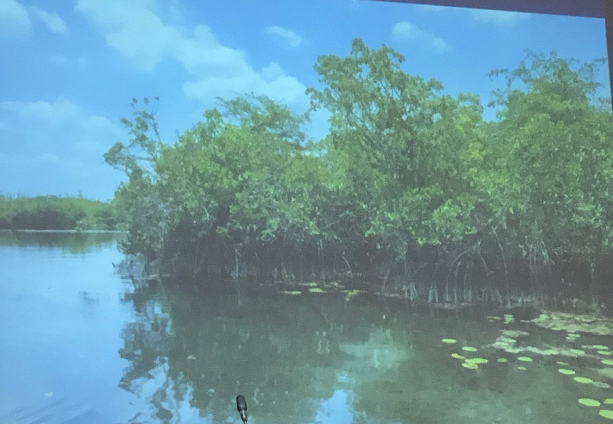 CarmenAcedo's tweet photo. Conferencia plenaria de clausura #ExequielEzquerra en #9ConSeb @SEBiCoP sobre riesgos del #CambiClimático para el #ManglarRojo modelo para explicar los cambios ambientales pasados❗️ https://t.co/yJe4hDJzMj