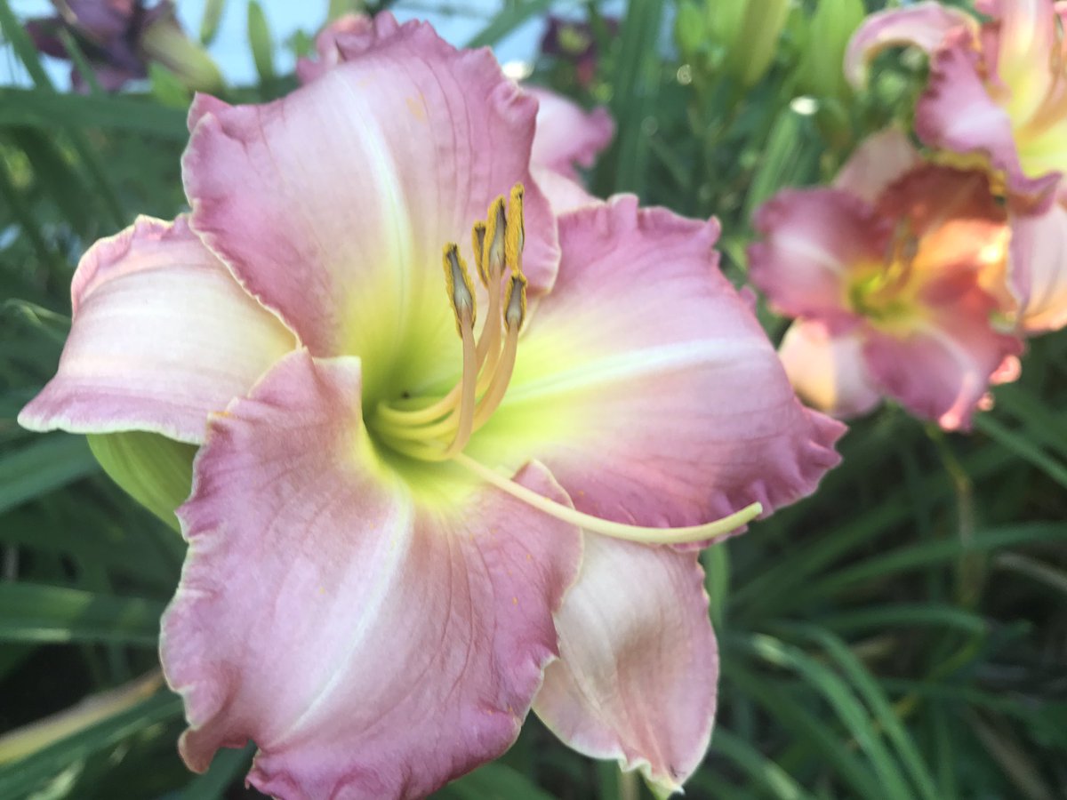 “Antique Rose” (Sikes, 87) registered 32 years ago is an “old” flower, but this beauty still has a lot of spring in her step!  24” scapes and 5.5” flowers.   A great flower!!! #daylily #daylilies