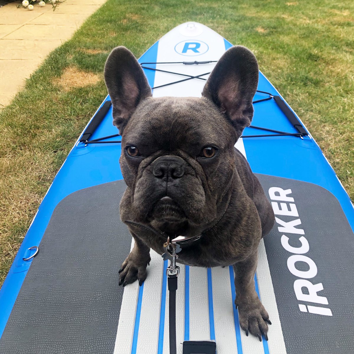 OliBaits's tweet image. Milo’s not looking too impressed with our new toy so far. @iROCKERsup #iRockerSUP #SUP #Supdogs #paddleboarding