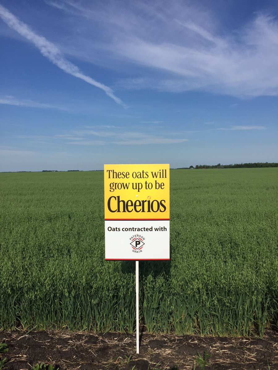 KatharynHouston's tweet photo. They grow up so fast 🤗 @GeneralMills @PatersonGrain #MBAg 
#SummitOats #FutureCheerios https://t.co/rjWEoHofj0