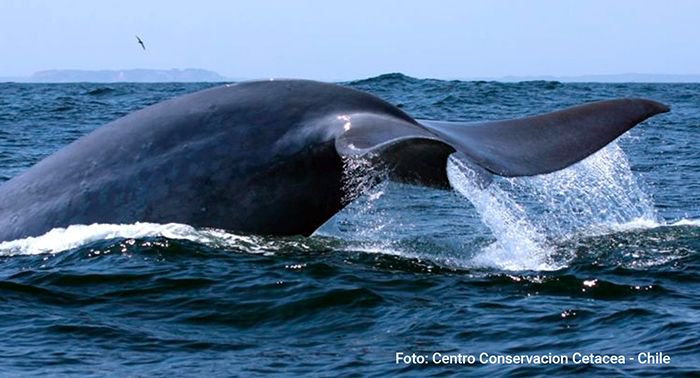 tpatagonico's tweet photo. Encuentran contaminantes orgánicos en ballenas azules del Hemisferio Sur >> https://t.co/PZcdS2b4HL https://t.co/xU7U9urvrT