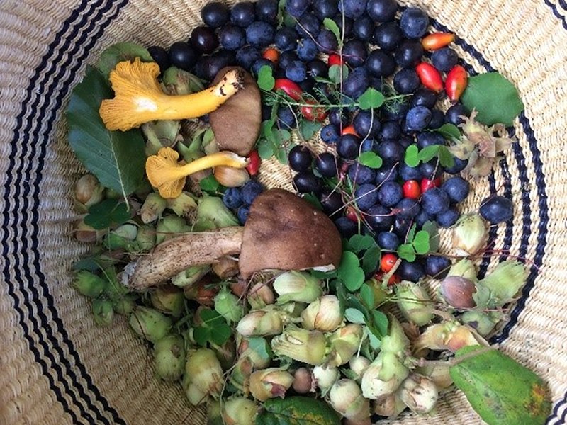 WhatsOnNetwork's tweet photo. Foraging Fortnight, a brand-new festival taking place across five diverse regions of Scotland this autumn, has been announced. @ForagingF https://t.co/7pRMp80let https://t.co/Cv3peYhW8I