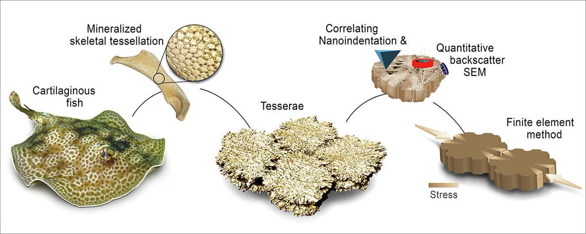MasonDeanLab's tweet photo. a gaggle of techniques, a cast of many and a crazy long time coming: congrats Ronald Seidel, Andreas Roschger + Ling Li for our new @ActaBio paper showing stingray cartilage skeletons pack mineral in clever ways to perform roles similar to bone! https://t.co/nAqC32jtT3 @BM_MPICI https://t.co/dL0btU8D4n