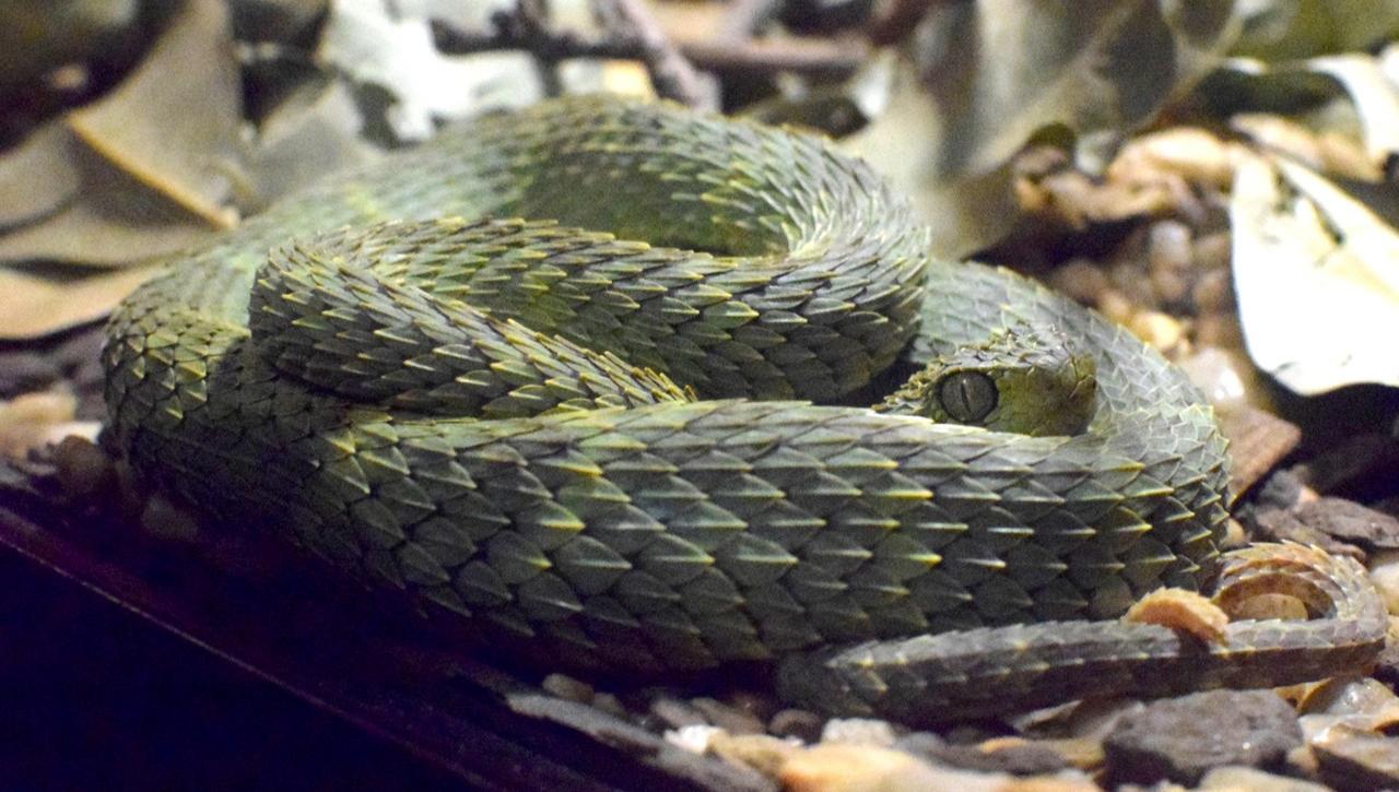 Reptile Gardens on Twitter "The africanbushviper is small and spiky
