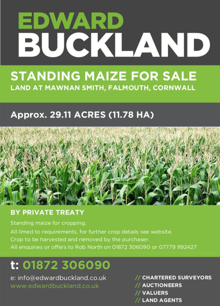 Edward_Buckland's tweet photo. Planning ahead?

Prime opportunity to purchase a quality crop of maize ready for the fast approaching winter months 🌽 🌽🐮🐄🐂👇 https://t.co/wTJZ8DvT1t