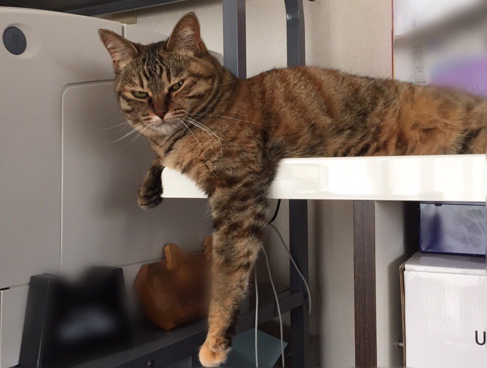 hottospace_r's tweet photo. 写真うつりが悪いふうちゃん
写真うつりが良いランプ
#猫 #最近何のNPO法人なのか分からない投稿をさせていただいております https://t.co/XHeE0lmkhN