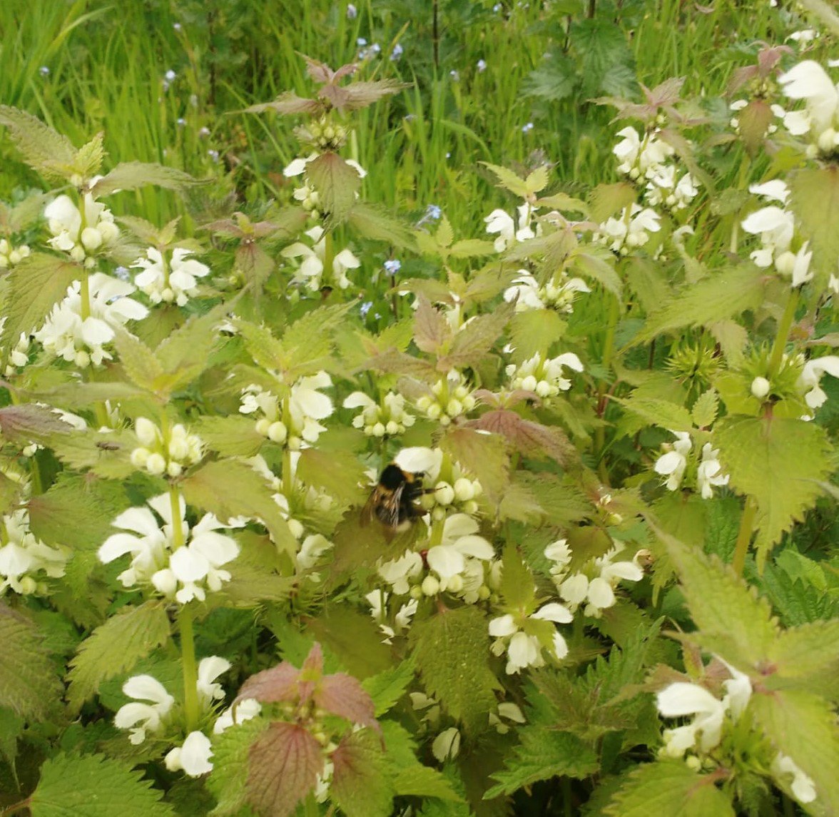 LSx_News's tweet photo. Help cover #BeesNeeds creating forage & habitat during this #yearofgreenaction- Find a βBugmobileβ from 11am-4pm at Green Park tomorrow Friday 12th and learn how to carry out FlowerβInsect Timed (FIT) counts to monitor pollinators @DefraNature @BumblebeeTrust #PollinatorPaths https://t.co/2wCwbLmBBX