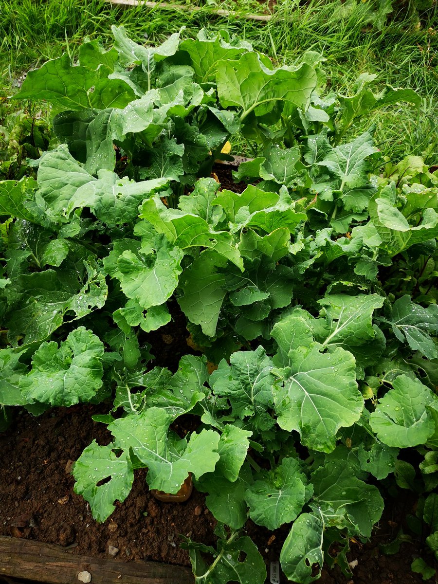 DecGilmore's tweet photo. Uncle John's Kale from @IrishSeedSavers is hopping out of the ground #Decsplot
#seedsaver
#Smallholder
@sealbhoirbeag https://t.co/PGBFtq24te
