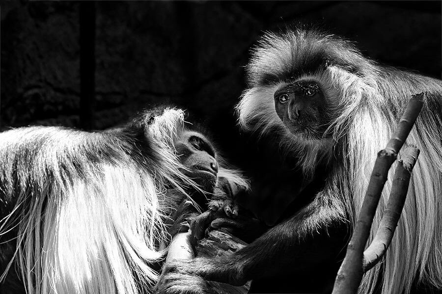 JasonPolitte's tweet photo. ‘Family’ - Prints available at https://t.co/WIQYR41ywG
#colobus #colobusmonkey #monkey #monkeys #wildlifephotography #africanmonkey #primates #blackandwhite #blackandwhitephotography #monochrome #monkeyportrait #art #fineart #photooftheday #photographyisart #photography https://t.co/jTp0VanEZk