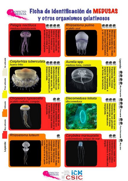 CSICCat's tweet photo. ¿Saps què fer si et pica una medusa? A l'@ICMCSIC tenen protocol d'actuació davant #meduses. Si no saps identificar la medusa, fes protocol general. Si en saps, hi ha protocols específics. #platja #mar Més aquí 👉🏽👉🏽https://t.co/D0JUvguv4n https://t.co/uzScDZG4KT