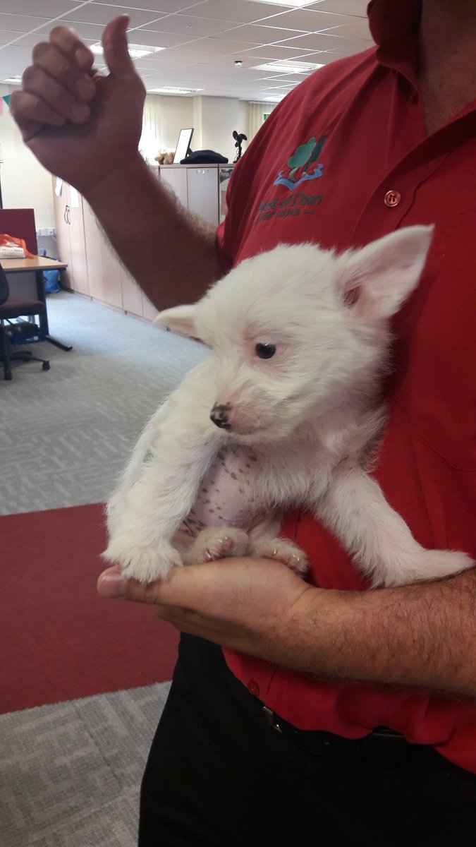 AndrewHodgetts3's tweet image. Hot desking at @FoDDC offices today and met a little chap that is making everyone smile through the power of cuteness. 🐶 @ForestPolice
