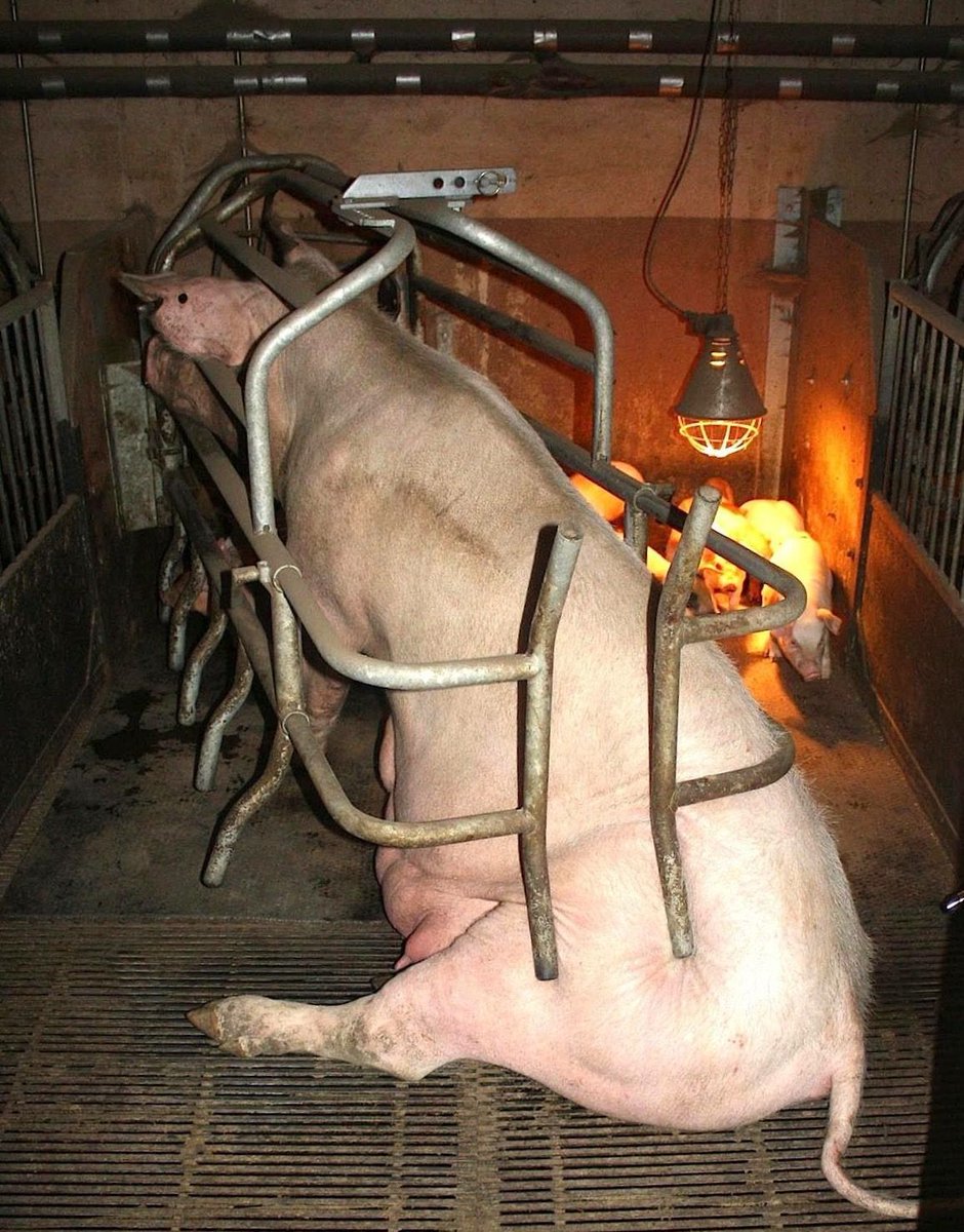 Claustrophobic? Imagine being a mother pig. 😤