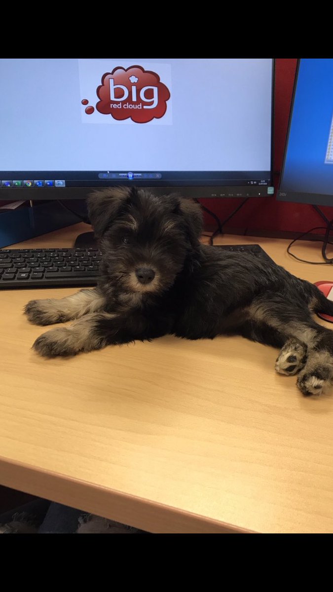 BigRedCloud's tweet photo. Our newest employee πΆ #bigredcloud #Saas #onlineaccounts #payroll #SME #puppy https://t.co/xzggrEehgl