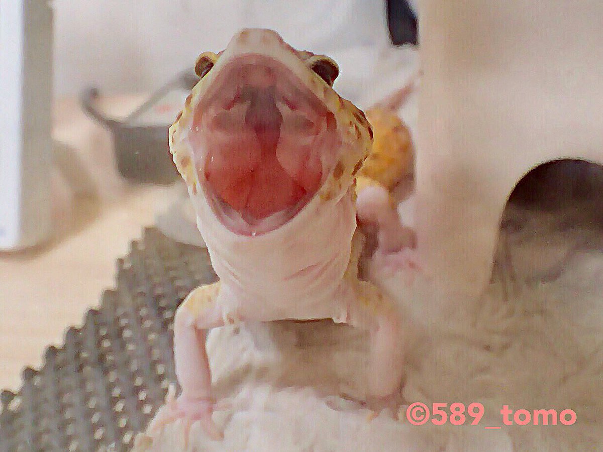 Kohaku Sur Twitter 大あくび Leopardgecko ヒョウモントカゲモドキ レオパードゲッコー 爬虫類 かわいい いやし