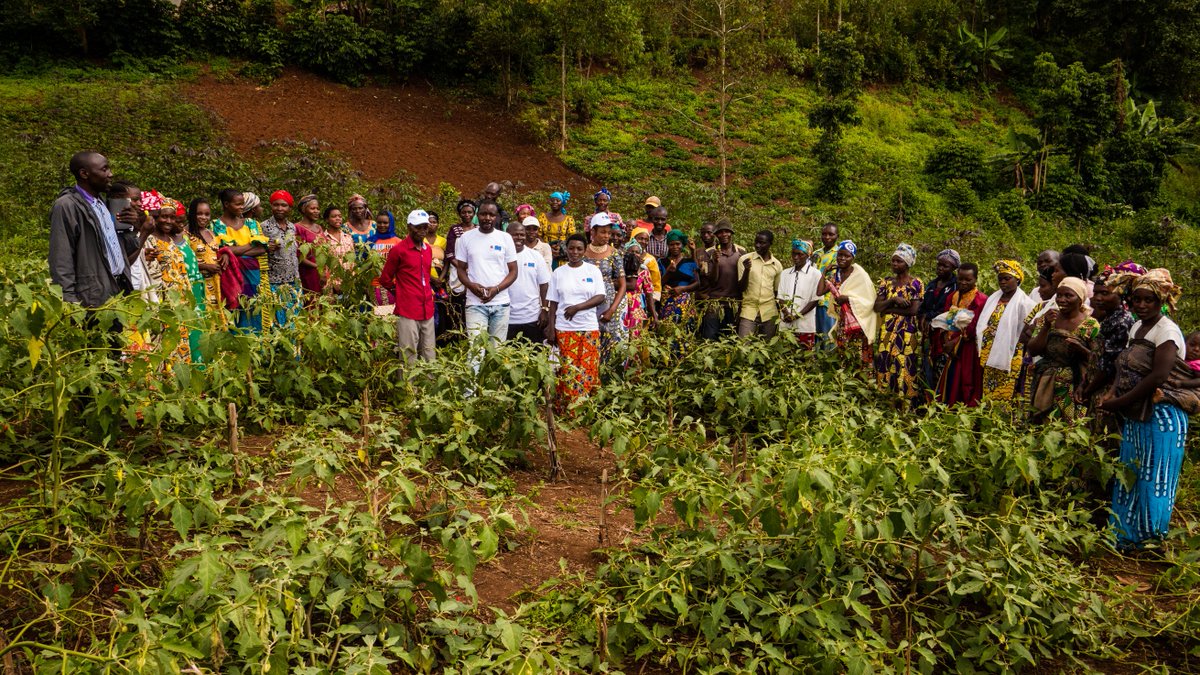 UEenRDC's tweet photo. A #Idjwi, gde île du lac #Kivu avoir des vaches est 1 signe d'honneur &amp; richesse. Elevage &amp; agriculture assurent sécurité alimentaire &amp; relevent revenu du paysan surtout avec l'intégration  du "Genre" pr complémentarité homme-femme ds tous secteurs

✅Appui 🇪🇺 à #Sociétécivile 🇨🇩 https://t.co/w42GAGKySz
