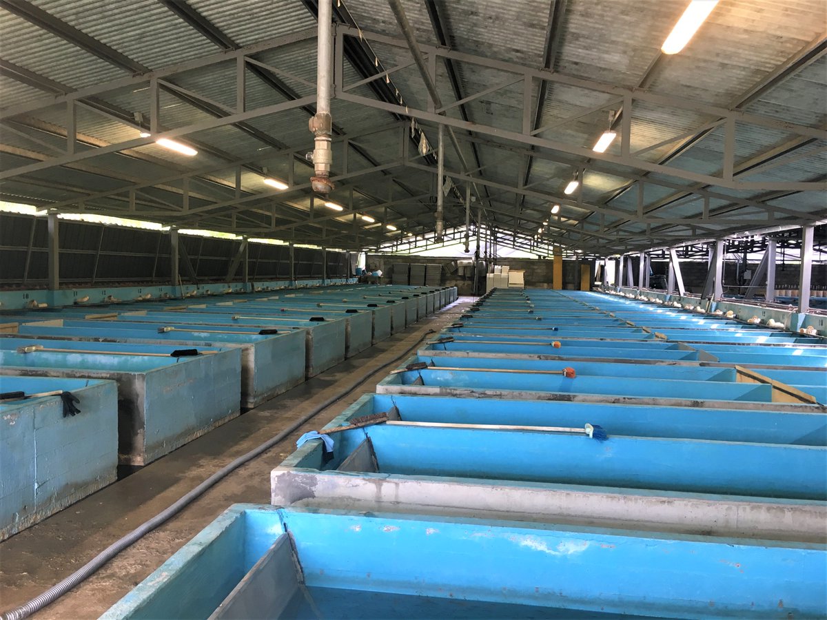 ErasmusEWEAS's tweet photo. @ErasmusEWEAS 2nd project meeting was combined with an exciting field visit to two fish farms in Pordenone ๐ฎ๐น. It was a unique opportunity to see Italian #aquaculture in function.
#ProjectConsortium #Partnership #TogetherForCommonGoals https://t.co/H2oNhhUfZg