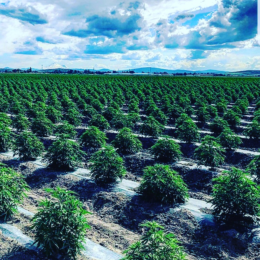 Flexomix_UK's tweet photo. Main suppliers cbd farm cooking along nicely. 
#hemp #cbd #flexomix #cbdsupplier #cbdwholesale https://t.co/iU6EA55fm3