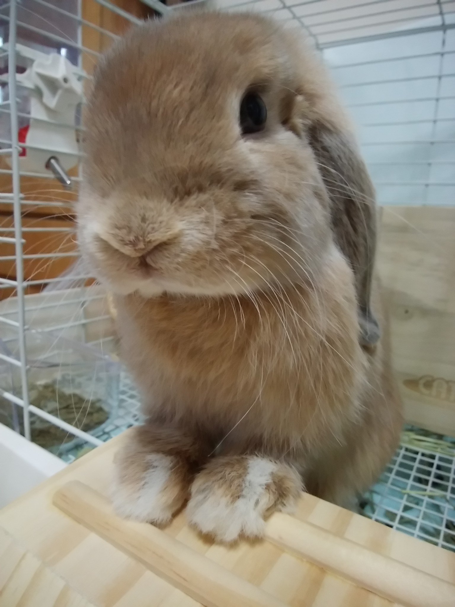 Uzivatel おもちくん Na Twitteru 今日も かわいい ロップイヤー うさぎのいる暮らし うさぎ T Co Jasfxr23ya Twitter Uzivatel おもちくん Na Twitteru 今日も かわいい ロップイヤー うさぎのいる暮らし うさぎ T Co Jasfxr23ya Twitter