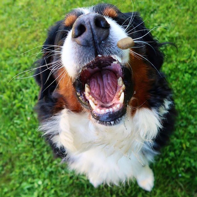 narabernese's tweet photo. #throwback To catch or not to catch - that is the question (Nara Treatcatchespeare) .
.
.
.
.
#throwbackπ #throwbackthrusday #tbtπ #treatsplease #dogscatchingtreats #frozenmoments #tbtππΈ #bernersennenhund #bernesemountaindoglovers #bmd #bernerlovers β¦ https://t.co/WxQIOzL8vx https://t.co/NytkUOTX81