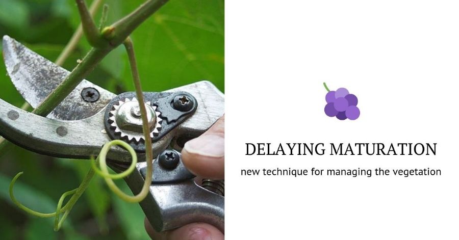 🌱🍇Interesante: ¿Se puede retrasar la maduración de la uva manualmente?
Nueva técnica de manejo de la vegetación del viñedo lo permite. 👇

infowine.com/es/noticias/nu…

#agricultura #viticultura #viñedo vía Infowine