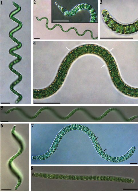 CyanoLab AUTH tweet media