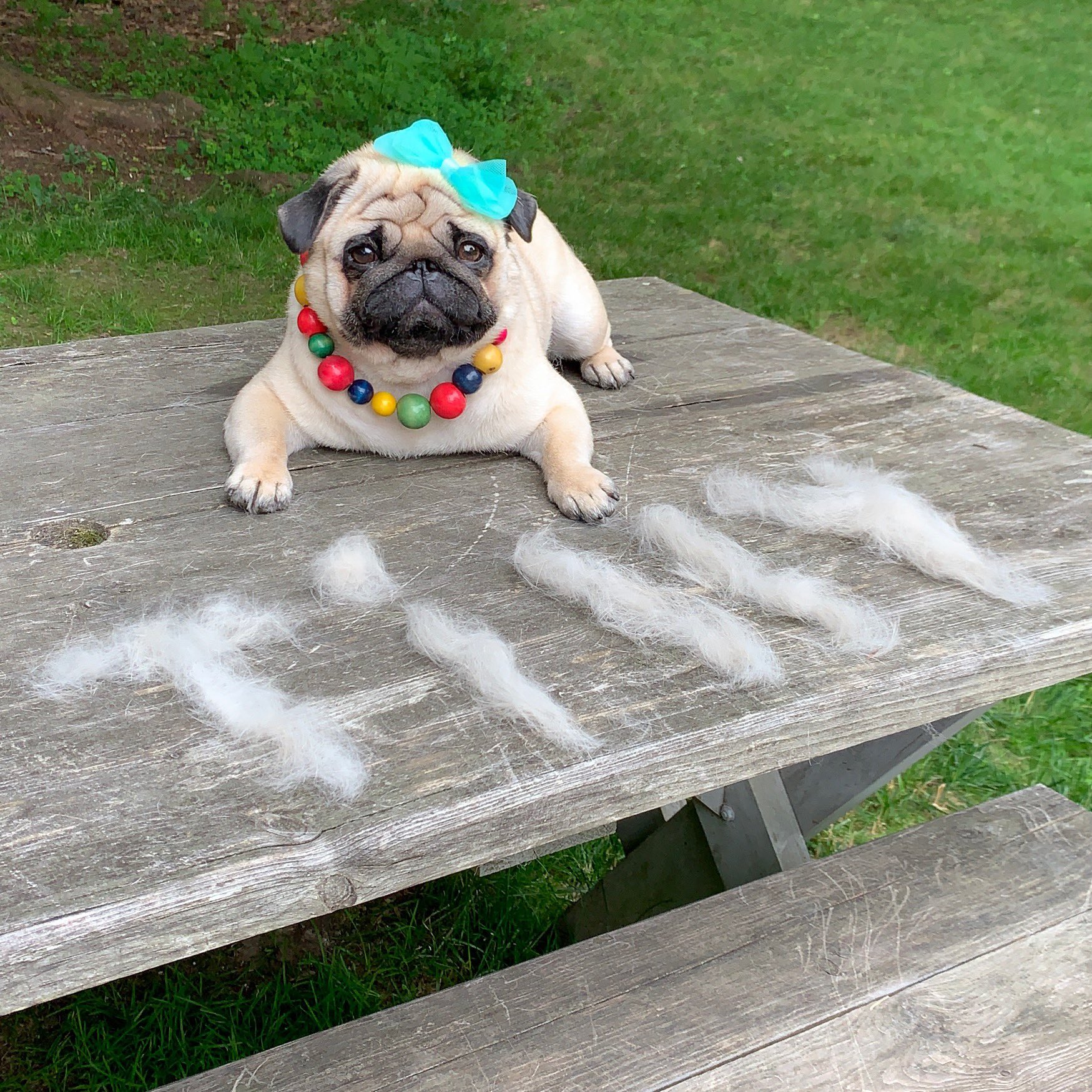Pug hair on sale