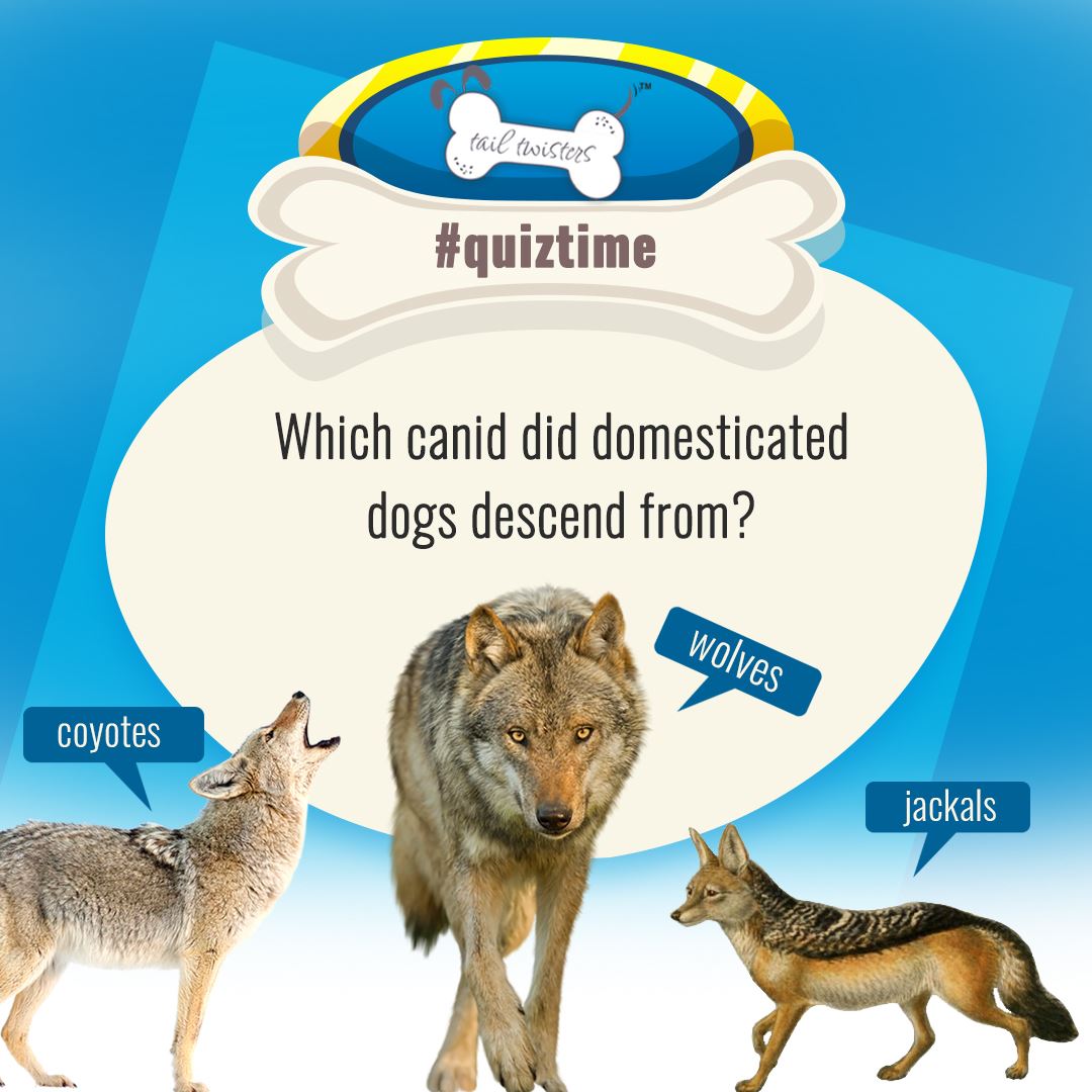 tail_twisters's tweet photo. Only a true dog lover can answer this question. Comment down your answer below and prove your love for dogs.

#dogs #puppies #cutedog #dogfood #homemadedogfood #tastydogfood #lovefordogs #tailtwisters #redvelvet #cake #cookies #carob #snacks #doglife #doggy https://t.co/CwbGFWYbSK