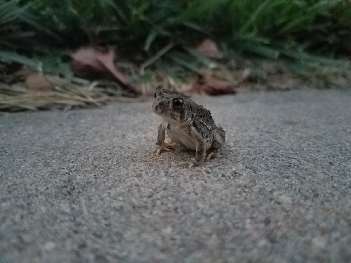PilarPedrazaTV's tweet photo. We've lived here for 11 years and I've NEVER seen a road at our house. Today this guy is just hanging out on our front sidewalk. Anyone else experiencing an influx of toads? Show me your pictures and videos. Tell me your stories! #kakenews #kswx #toads #toadinvasion https://t.co/bHGeBriswh
