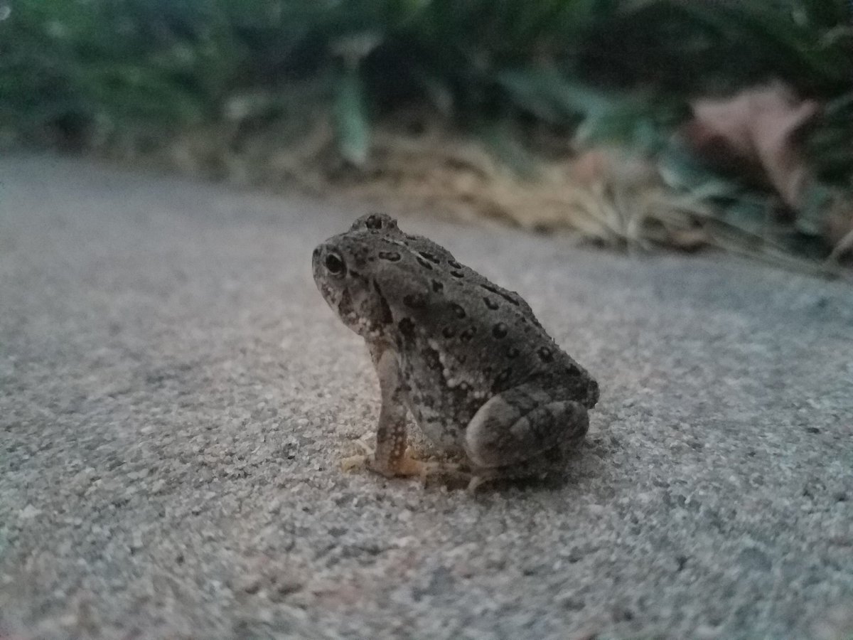 PilarPedrazaTV's tweet photo. We've lived here for 11 years and I've NEVER seen a road at our house. Today this guy is just hanging out on our front sidewalk. Anyone else experiencing an influx of toads? Show me your pictures and videos. Tell me your stories! #kakenews #kswx #toads #toadinvasion https://t.co/bHGeBriswh