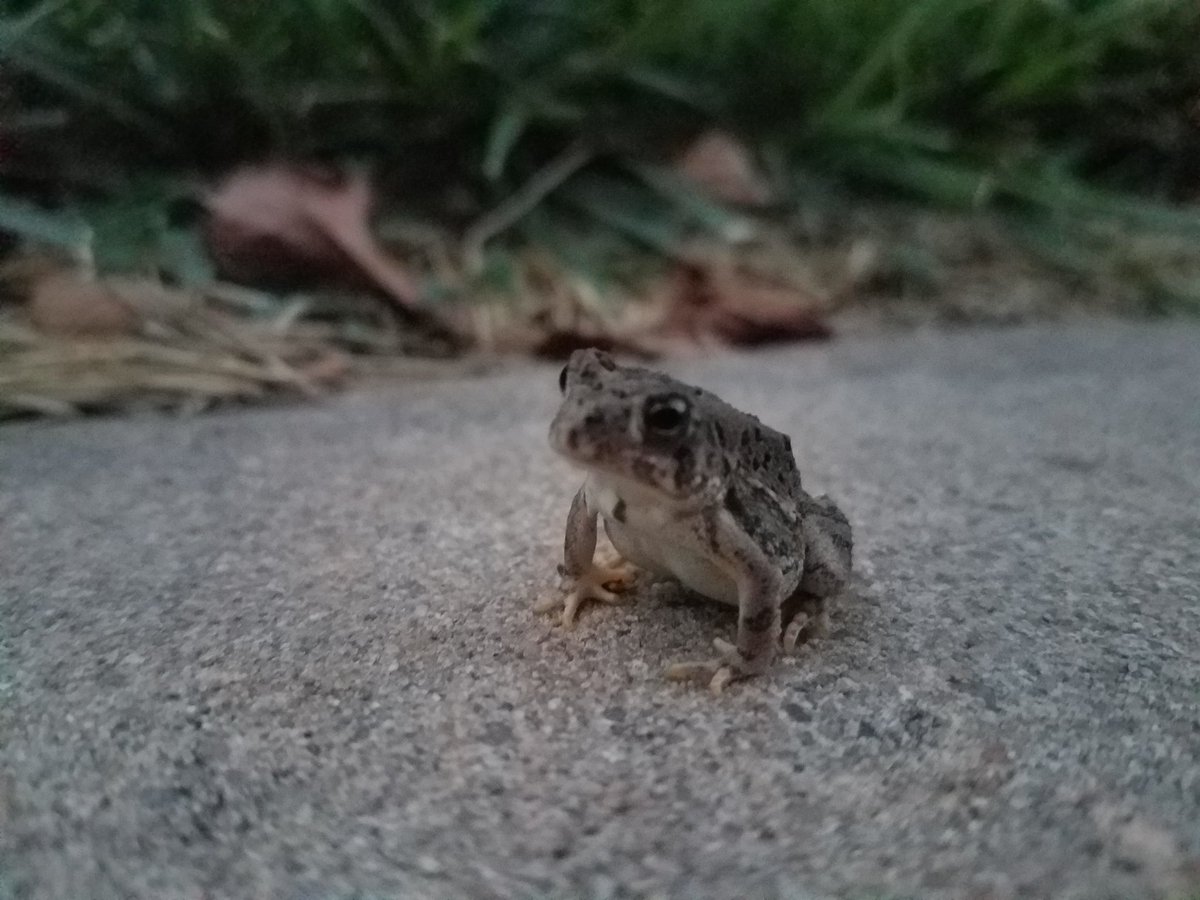 PilarPedrazaTV's tweet photo. We've lived here for 11 years and I've NEVER seen a road at our house. Today this guy is just hanging out on our front sidewalk. Anyone else experiencing an influx of toads? Show me your pictures and videos. Tell me your stories! #kakenews #kswx #toads #toadinvasion https://t.co/bHGeBriswh