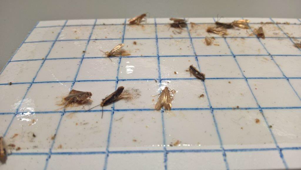 HilarySJarvis's tweet photo. Day2 catching up on 2019 #IPM data (132 xls; 4,477 traps; 7,696 pests; 111 houses-&amp; counting). Going a bit 😜 but vital to keep on top of this: Monitoring/recording means you know what’s normal. So you know when it’s not !  @MuseumPests @Conservators_uk https://t.co/rcJQi01aCk