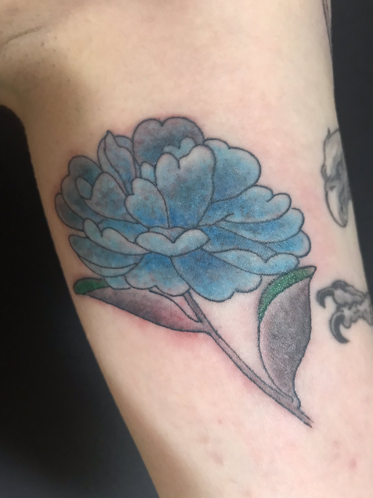 刺青 仙台タトゥースタジオ昌芳 昨年に彫ったイーグル に追加しました 山茶花です 和彫り 和ぼり 仙台タトゥー 東北仙台タトゥー 仙台昌芳 T Co 3rbdonrafj Twitter