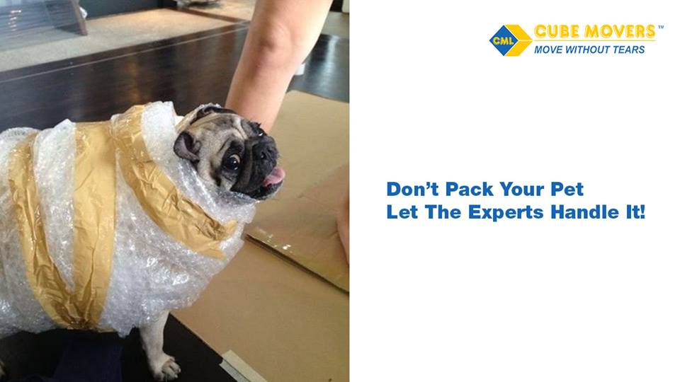 cubemoversUG's tweet photo. Don't pack your pet let the experts handle it.
☎Call us now let's get moving!
+256-702662468 +256-788160701 +256-757604294
Get a Free Quote Now.
https://t.co/uvI1Kp9XL5 
#MoveWithoutTears https://t.co/881OjEHz2m