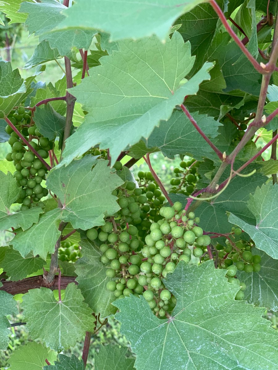 SovereignWinery's tweet photo. The grapes are looking golden in spite of a brutal winter. https://t.co/kr6gEjvYPj