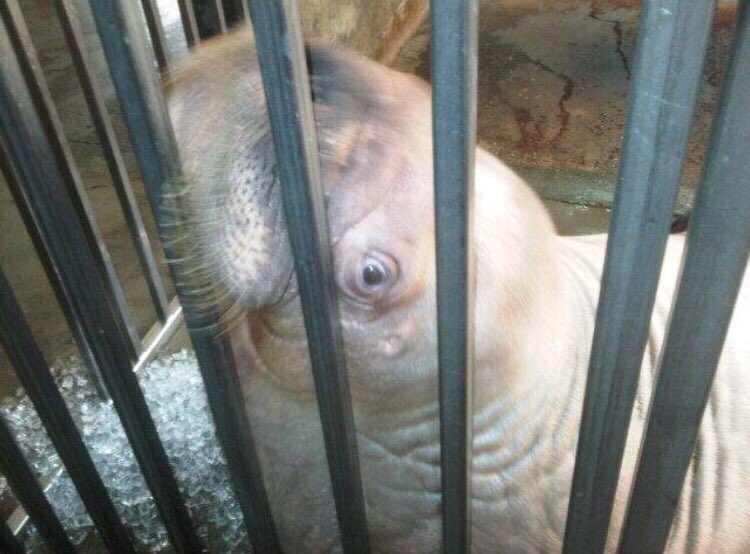 walruswhisperer's tweet photo. Smooshi the walrus has been locked up in isolation for 3 months since the death of Apollo, the 4th walrus to die at Marineland in less than 2 years. She is hidden from the public and recent photos show that Smooshi is quickly losing weight. She needs to be rescued. #SaveSmooshi https://t.co/TyykI0gyLR