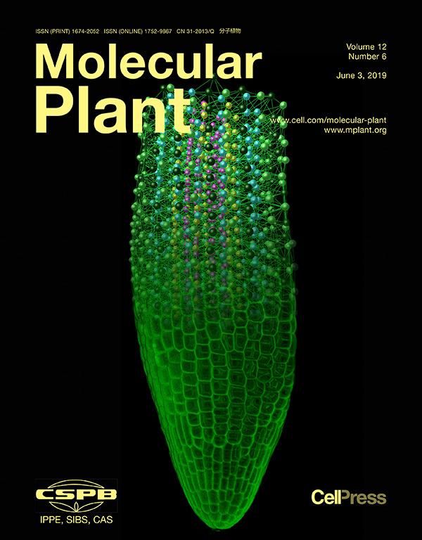 the aorta structure function dysfunction and