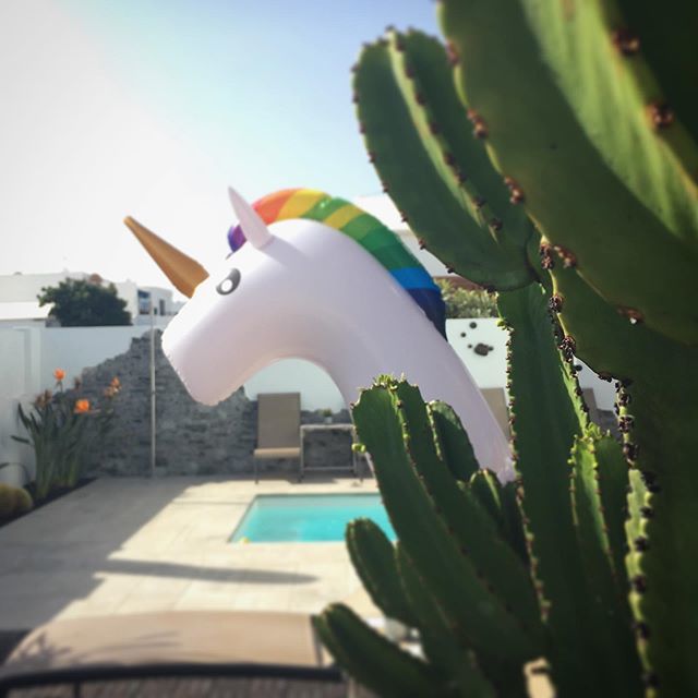 annelaurem's tweet photo. A unicorn is hiding in this picture. 🤔 wonder where she is ... #magmarooms #lanzarote #playahonda #pool #cactus #sunbath #hotel #spain #canaryislands #holiday https://t.co/PpdprlSNDT https://t.co/oEbYa21uq5