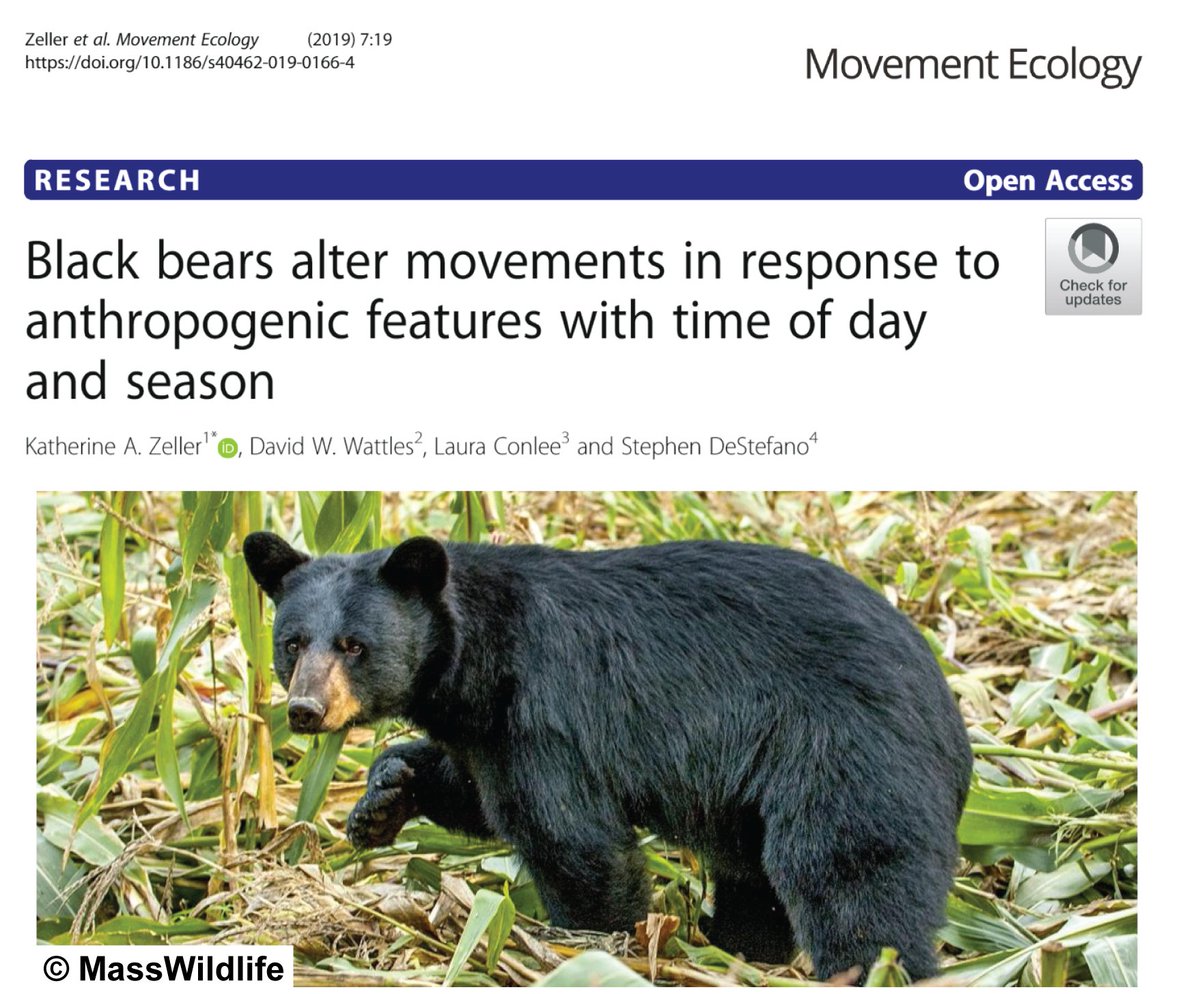 Our new #BlackBear #MovementEcology paper is out! 

When bears were calorie stressed, they altered natural movement patterns from day to night in populated areas - presumably to take advantage of high-calorie human foods and minimize encounters with us.  

bit.ly/2XB0vCs